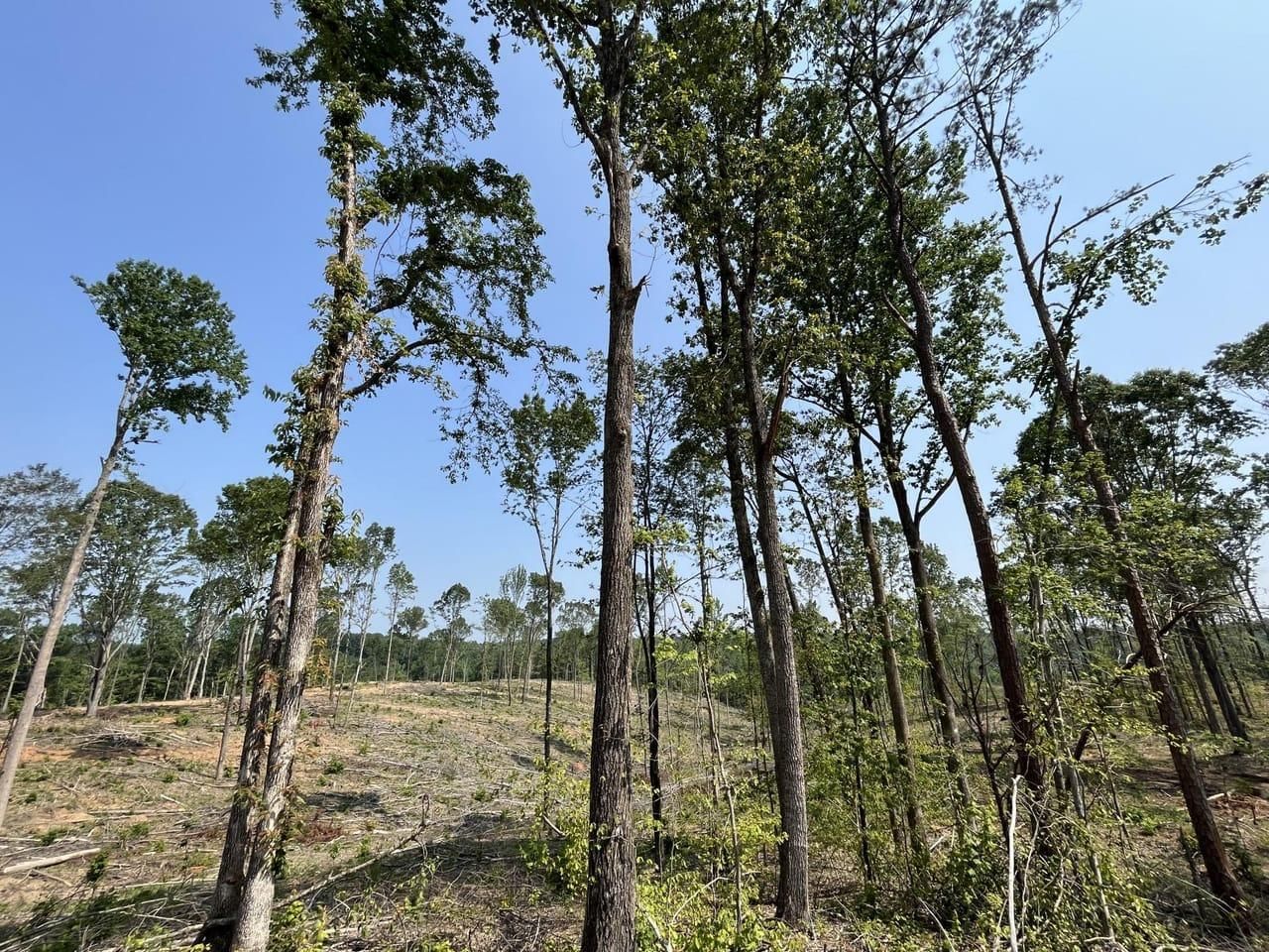 15 acres in Franklin County, Alabama