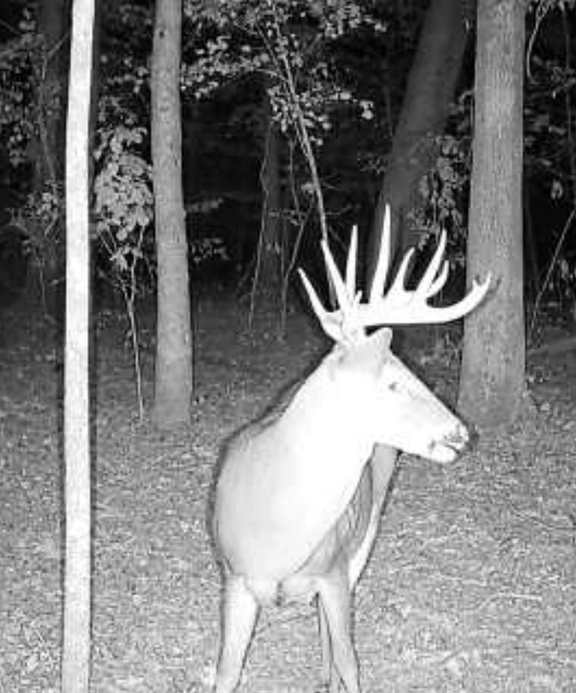 19 acres in Pulaski County,