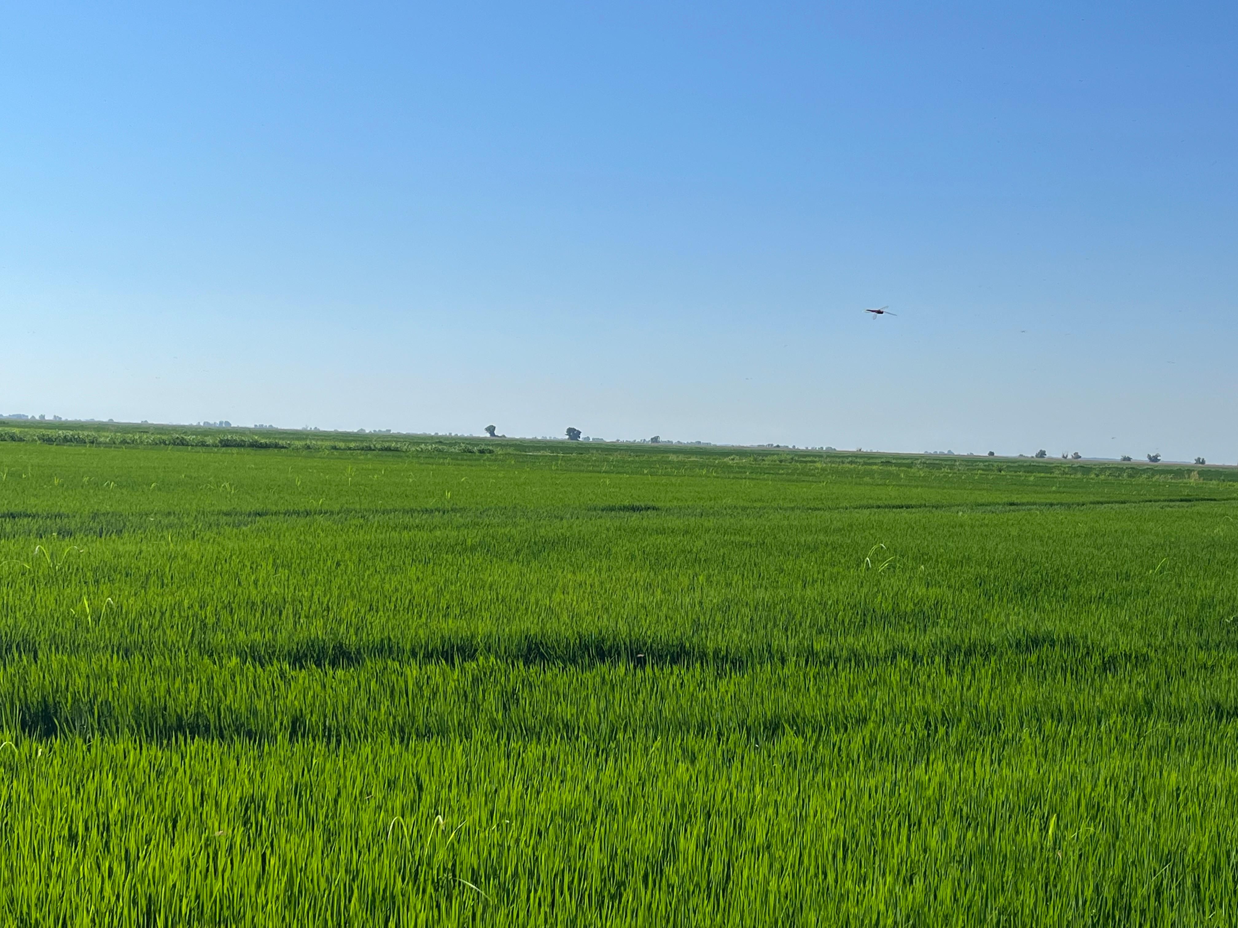 State Hwy 20, Colusa, CA 95932