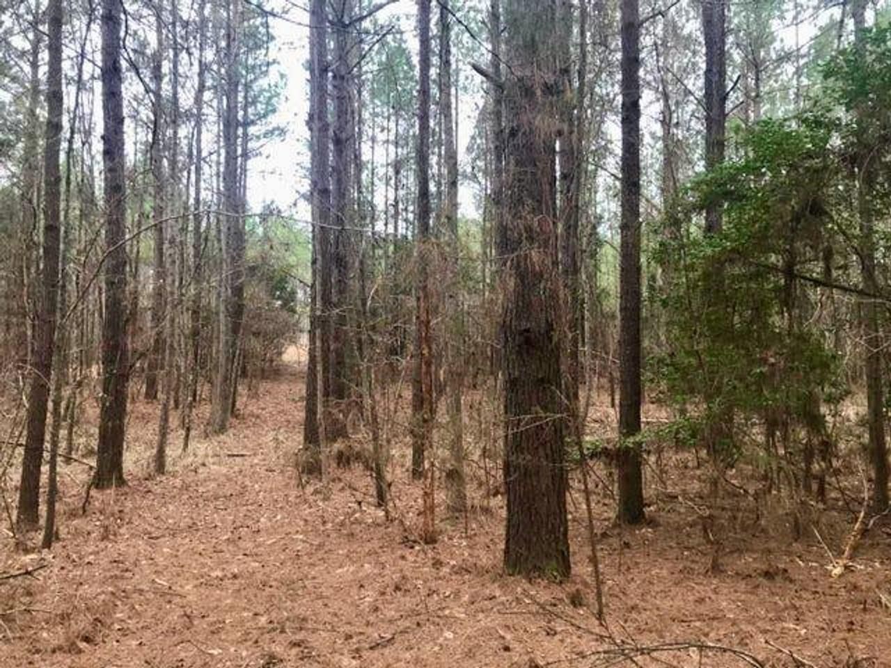 80 acres in Jasper County, Mississippi