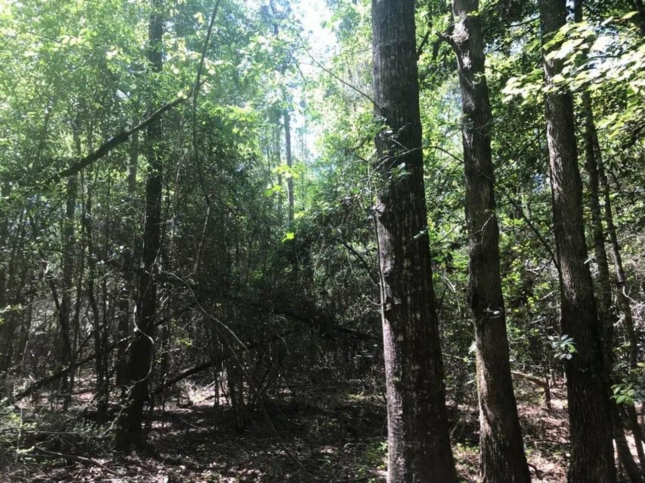 62 acres in Forrest County, Mississippi
