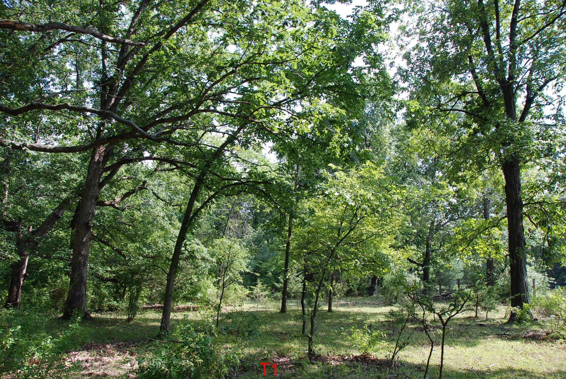 20 acres in Vermilion County, Illinois