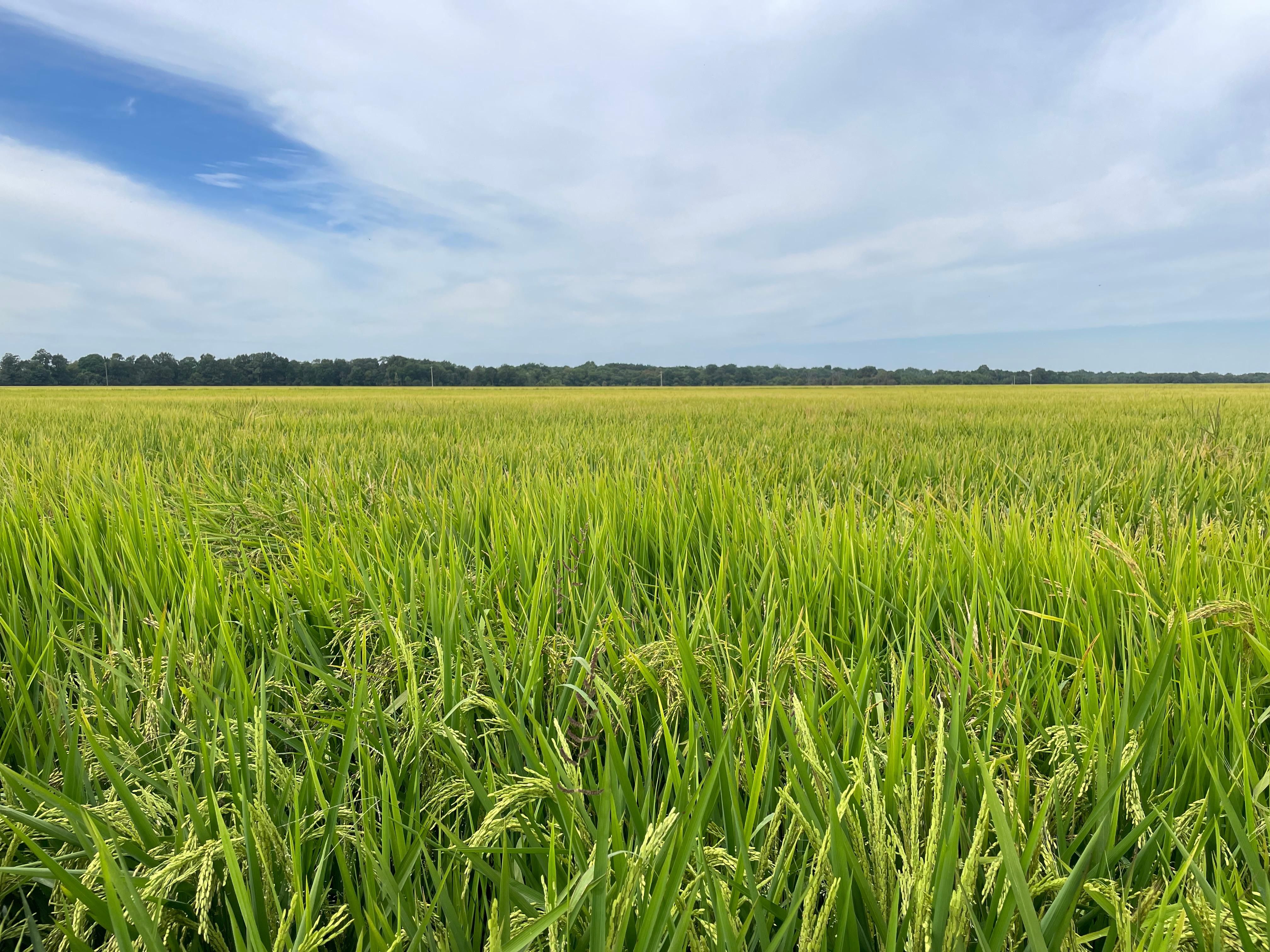 990 acres in Lonoke County, Arkansas