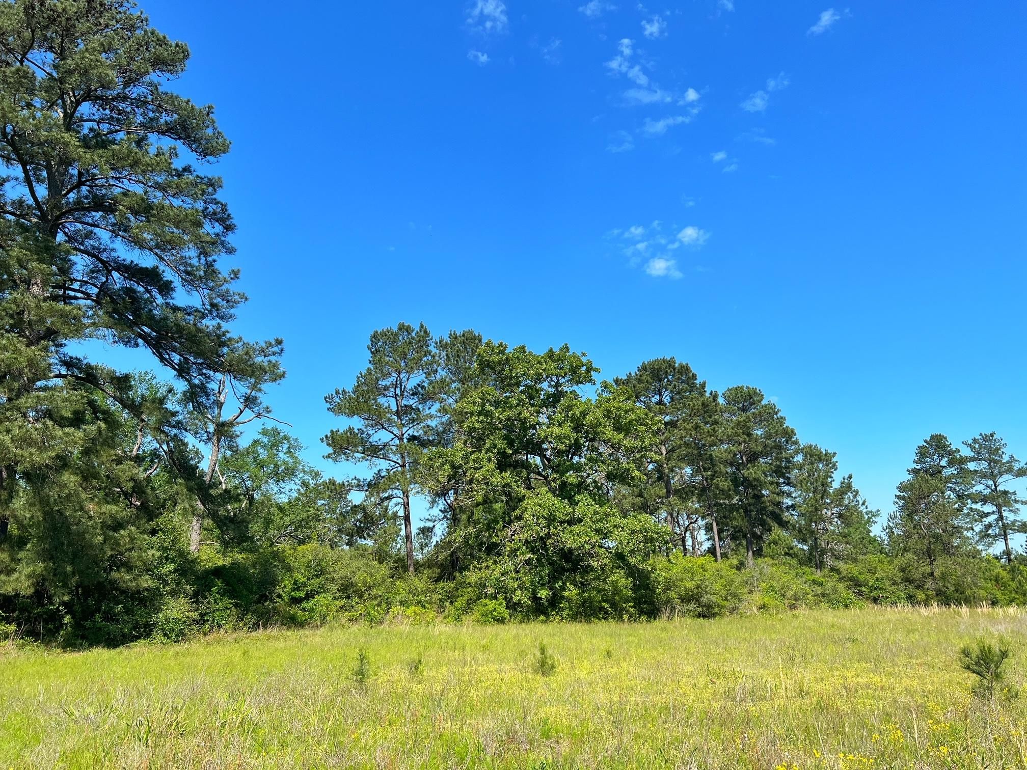 12 acres in Grimes County, Texas