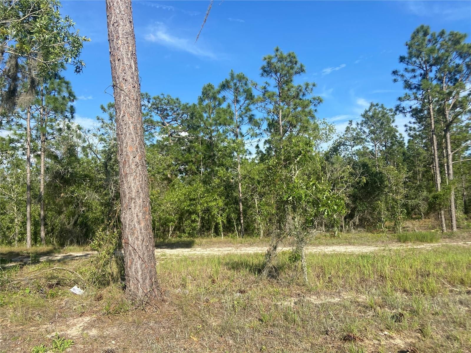 76.77 acres in Levy County, Florida