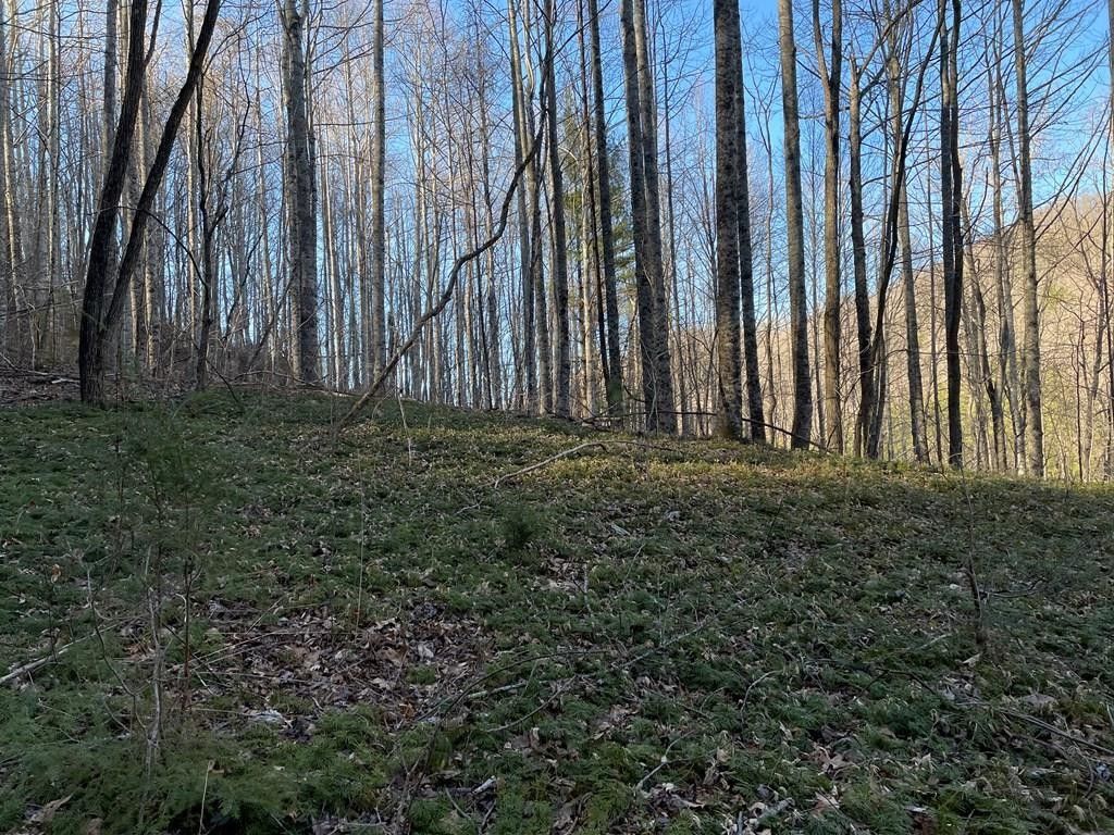 19 acres in Jackson County, North Carolina