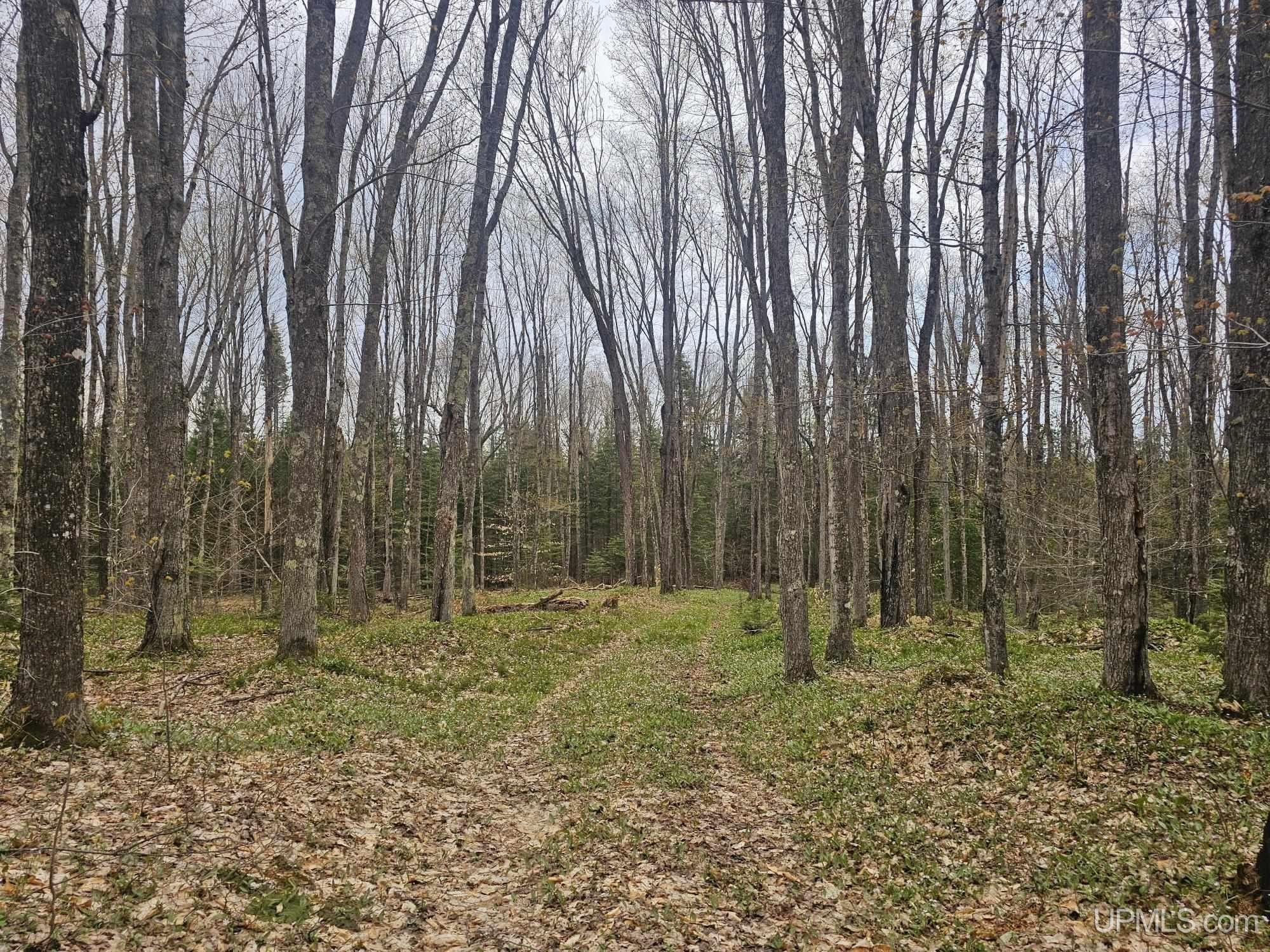 40 acres in Schoolcraft County, Michigan