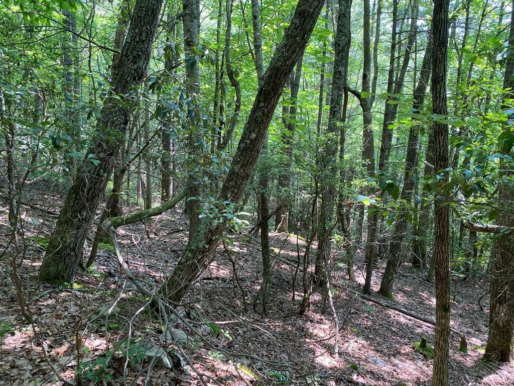 40 acres in Johnson County, Tennessee
