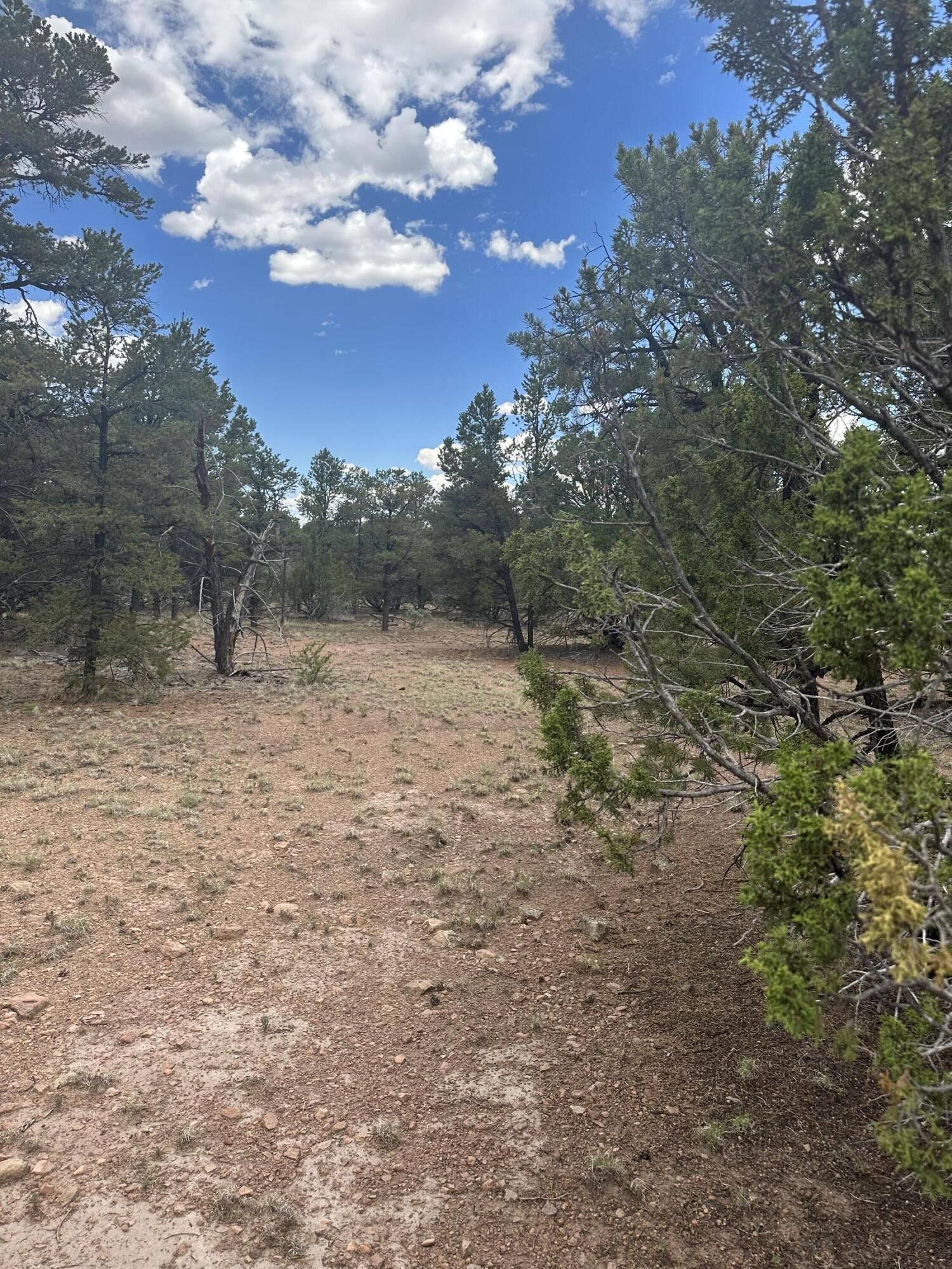 5 acres in Catron County, New Mexico