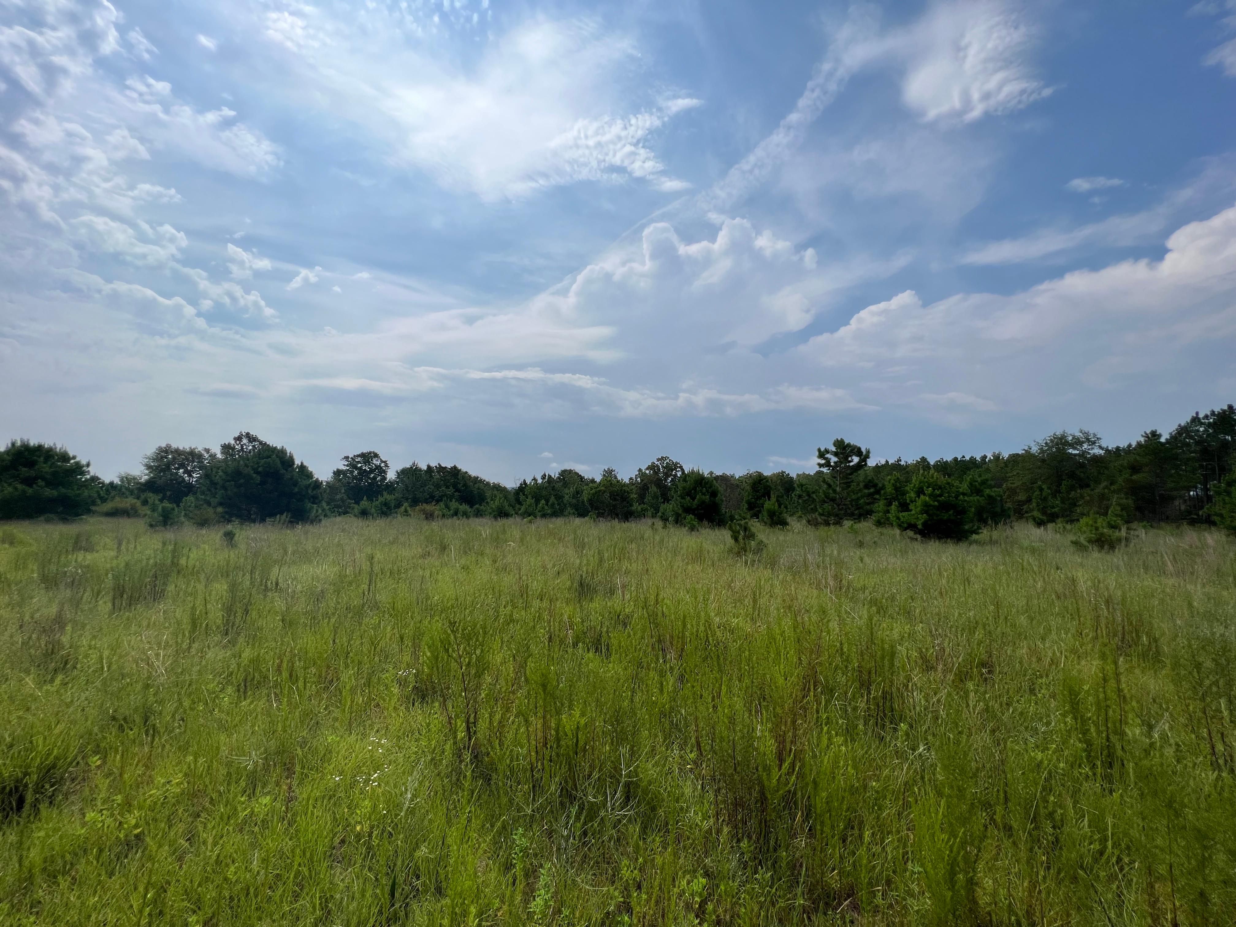200 acres in Barbour County, Alabama