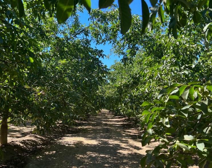 27 acres in Sutter County, California