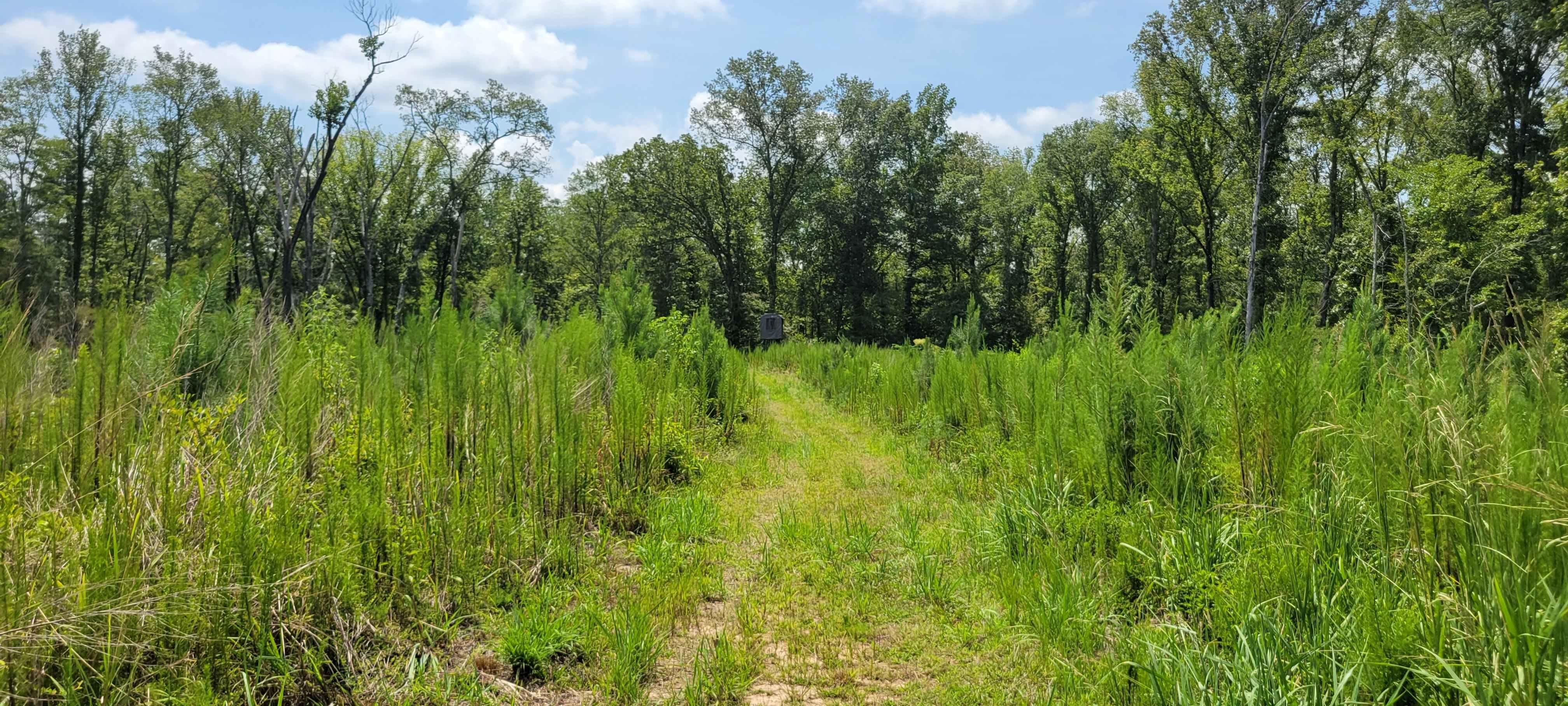 137 acres in Macon County, Alabama