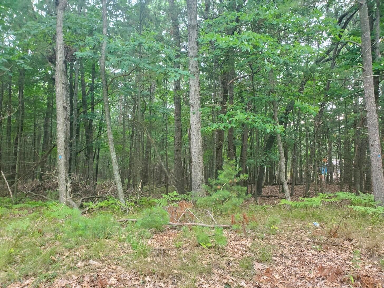 1.18 acres in Mason County, Michigan