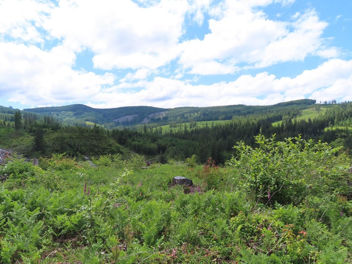 5 acres in Clark County, Washington