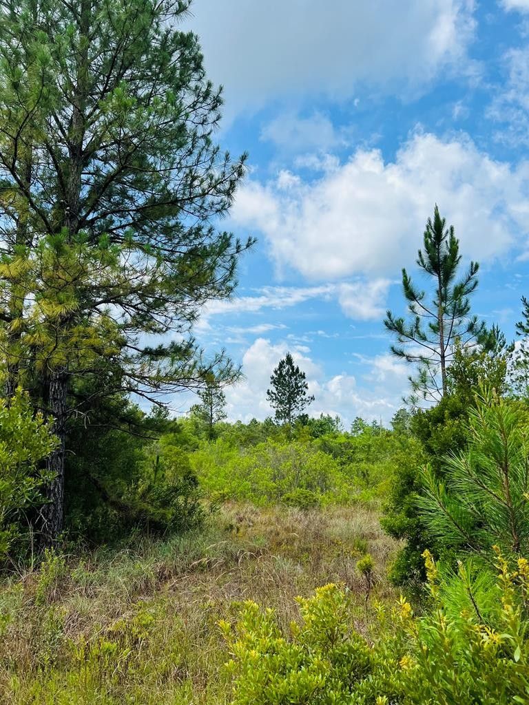 28.7 acres in Taylor County, Florida