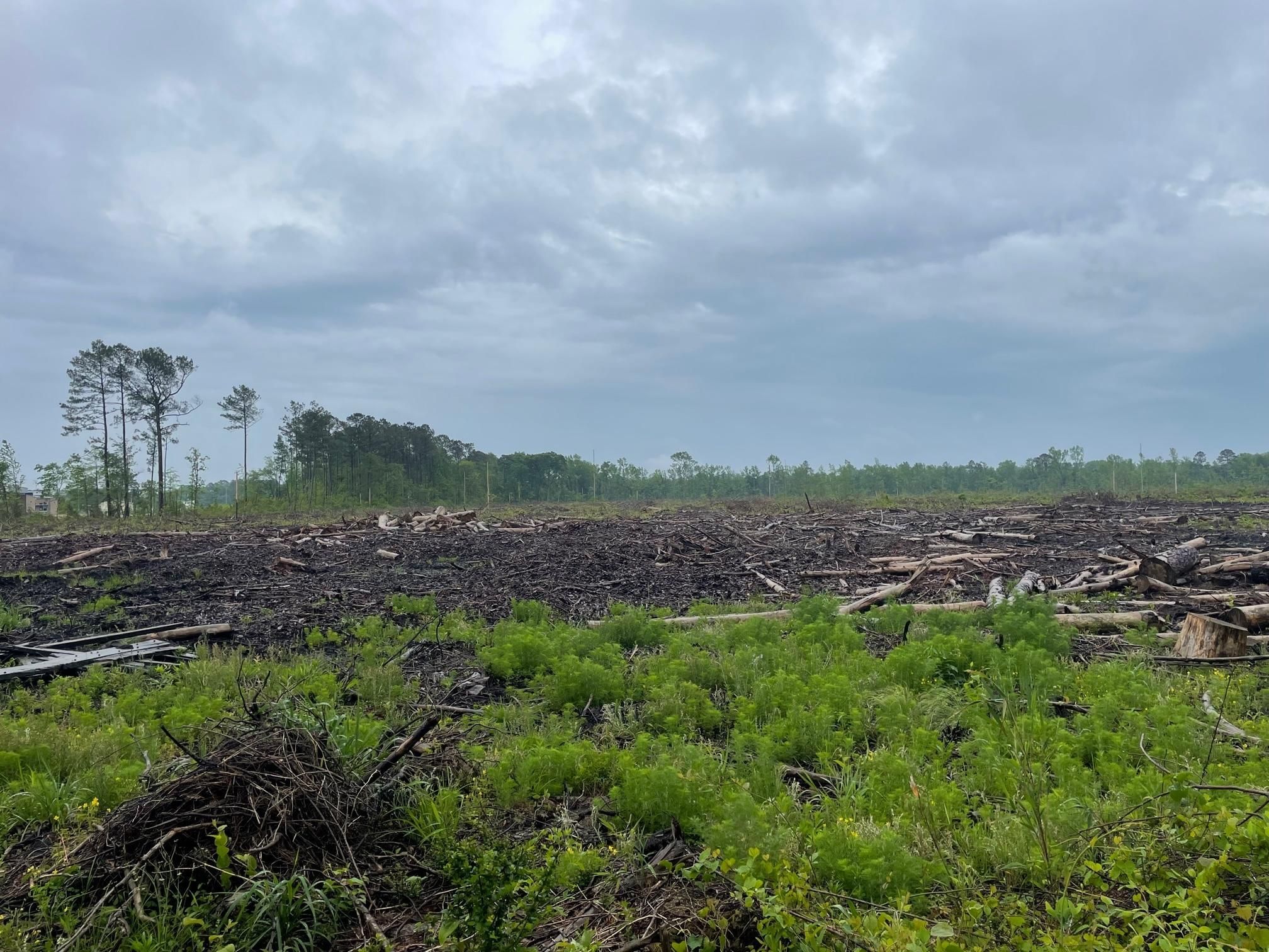 197 acres in Jones County, North Carolina