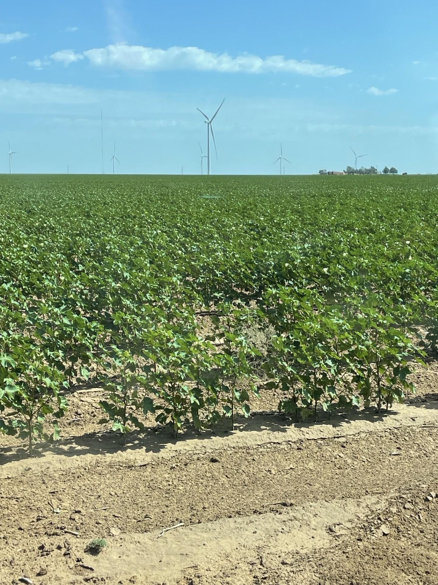 164 acres in Lynn County, Texas