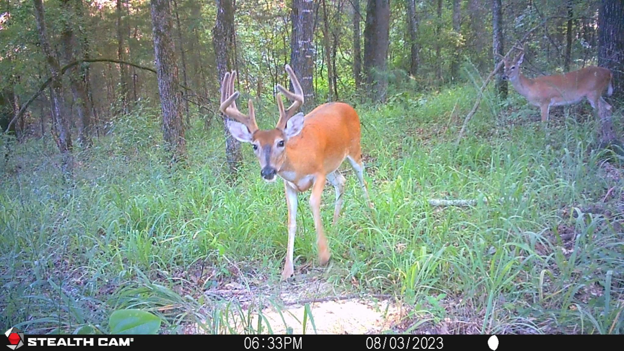 0 FM 114, Avery, TX 75554 MLS 112693