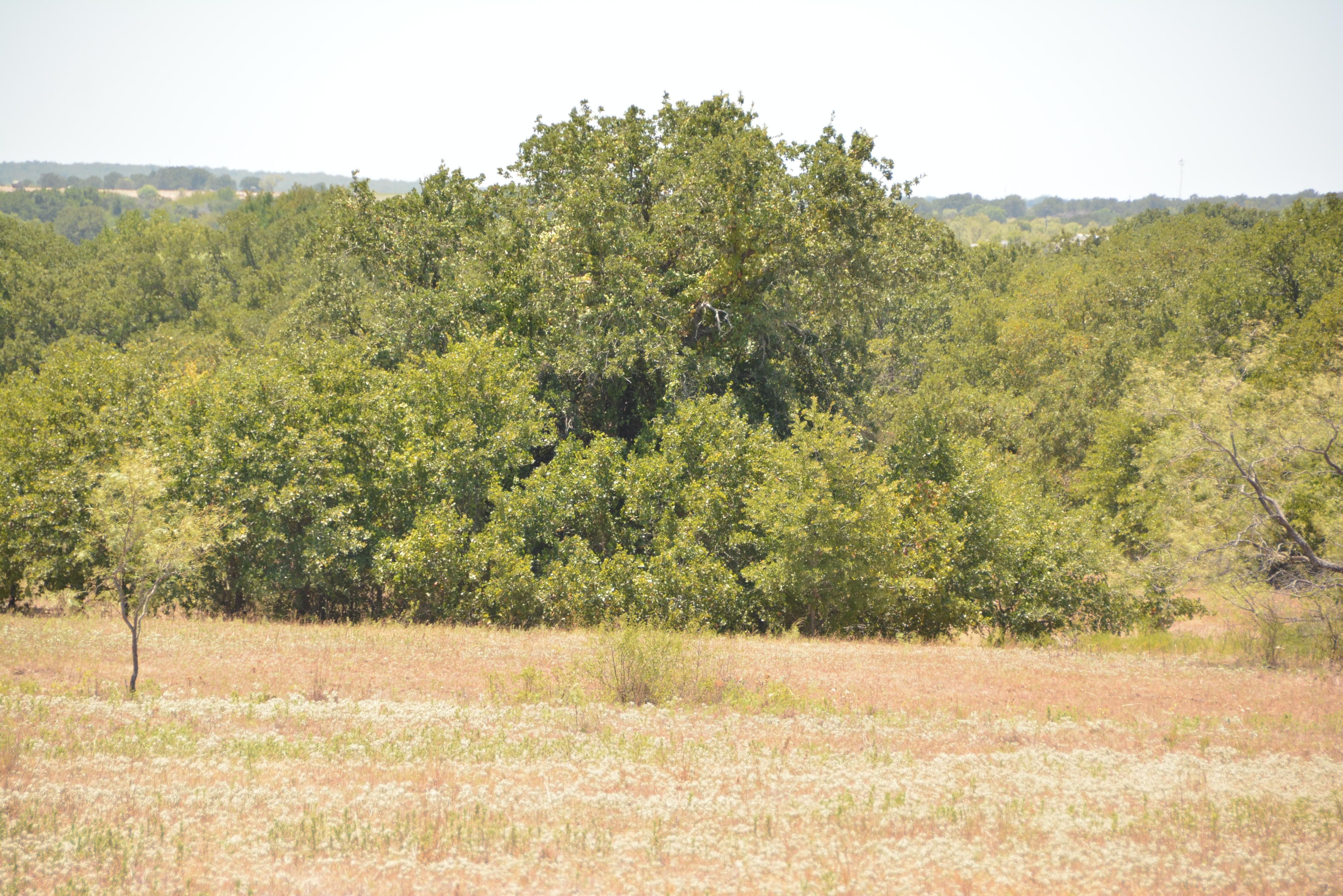 94 acres in Wise County, Texas