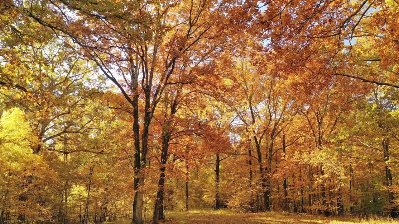 100 acres in Saint Francis County, Arkansas