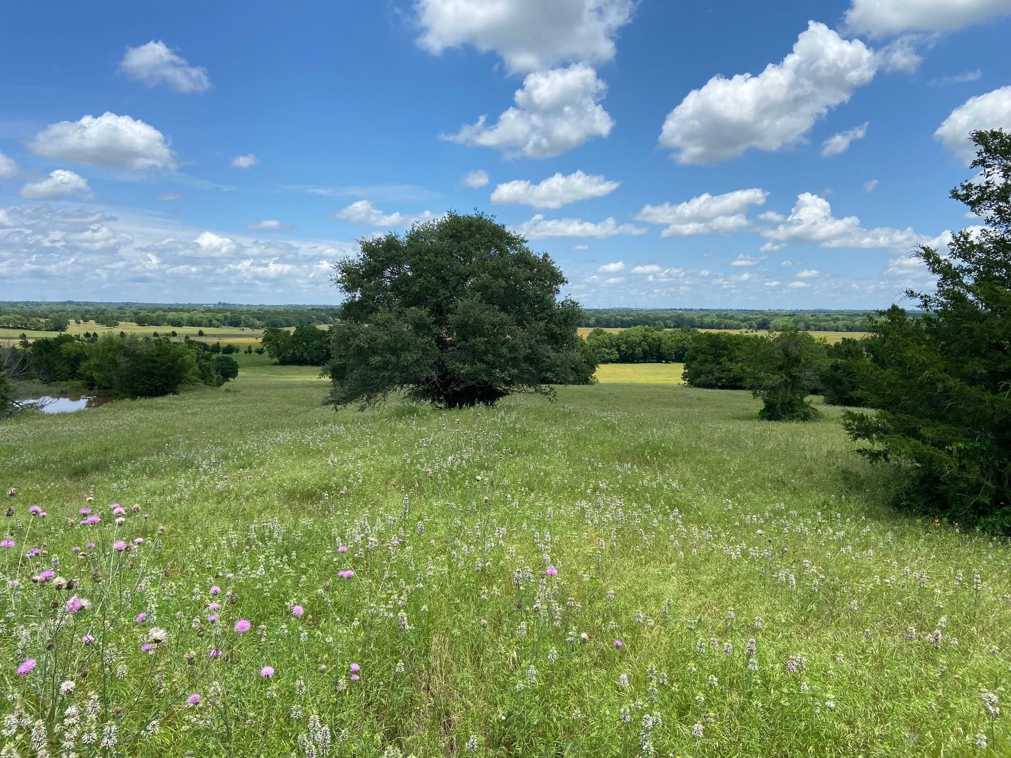 185 acres in Washington County, Texas
