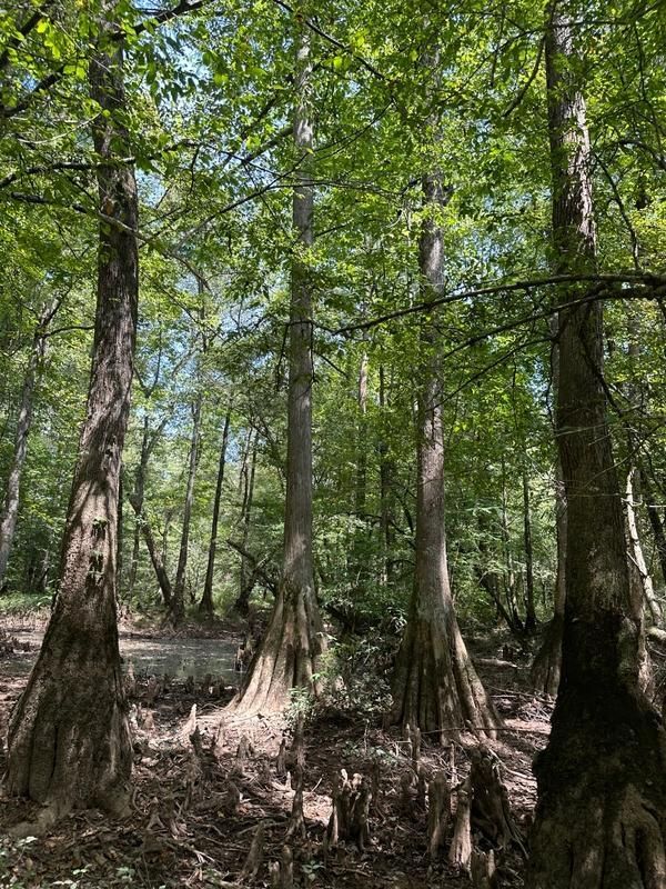 78 acres in Pickens County, Alabama