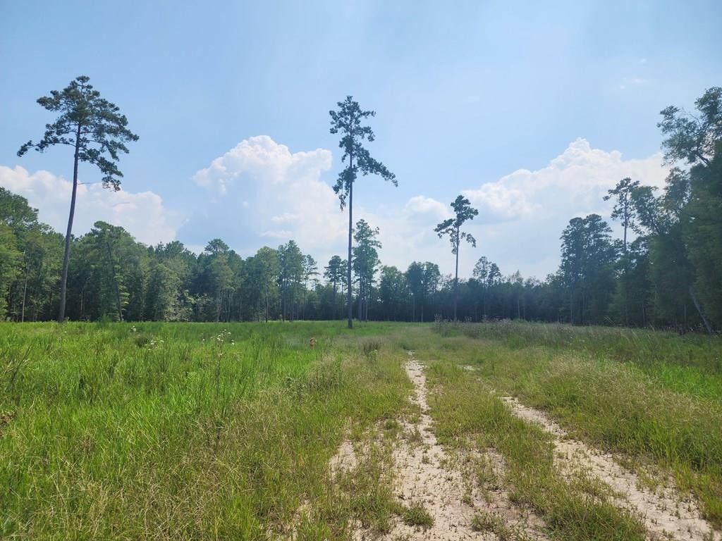 15 acres in Appling County,