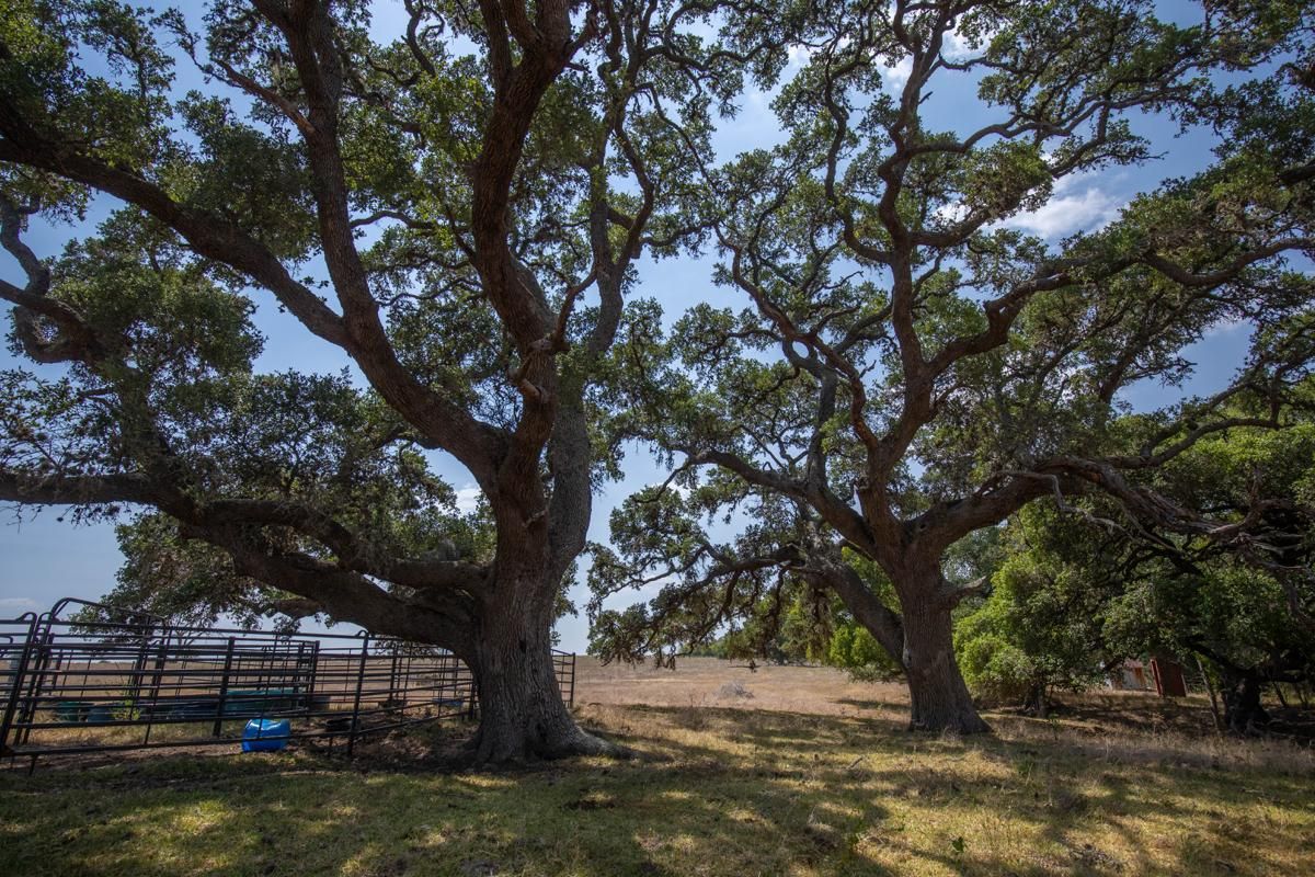 494 County Road 217C, Hallettsville, TX 78956