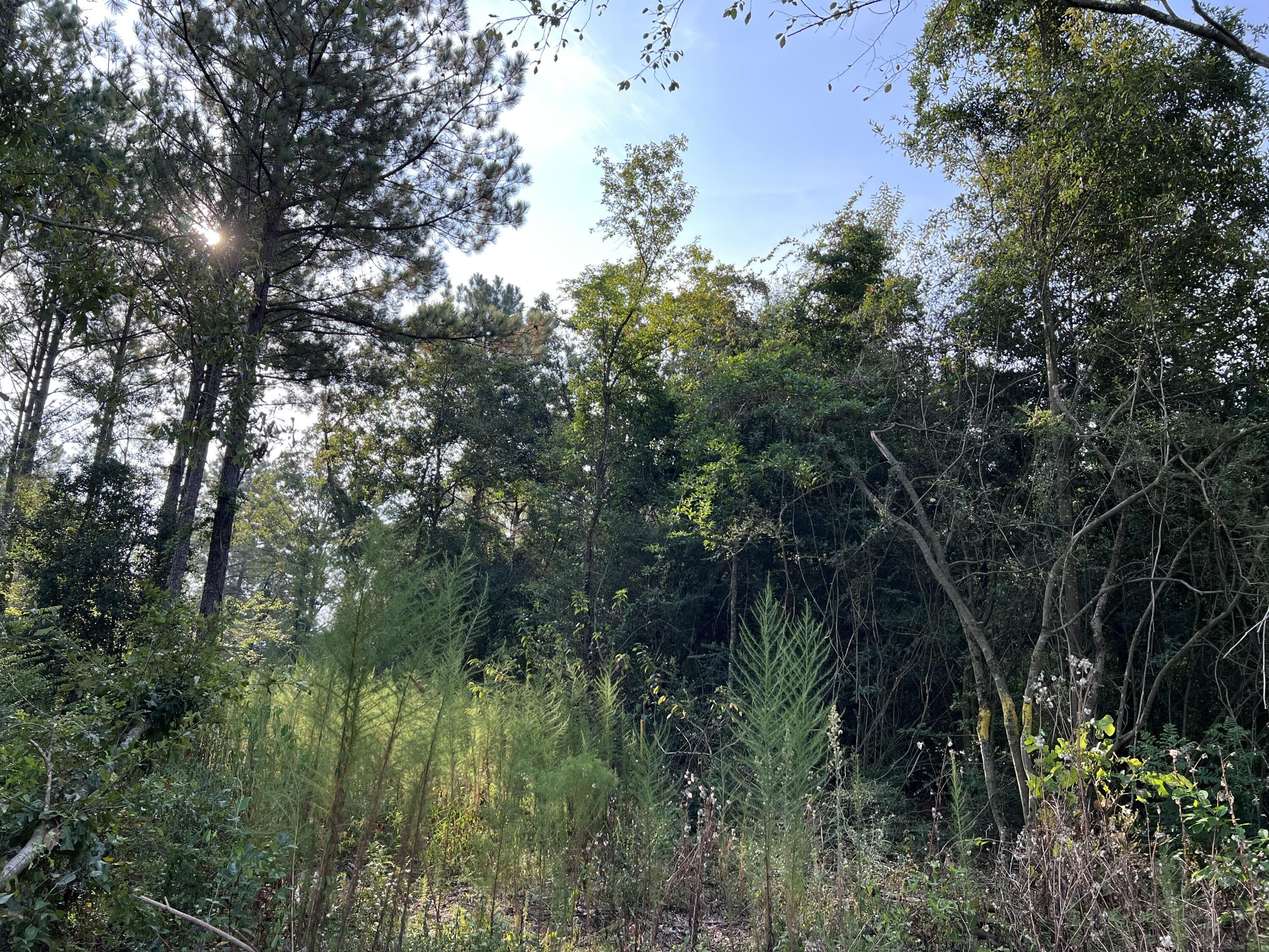 40 acres in Wayne County, Mississippi