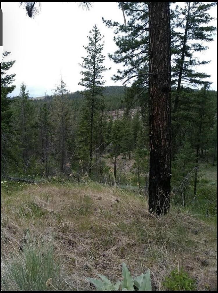20 acres in Stevens County, Washington