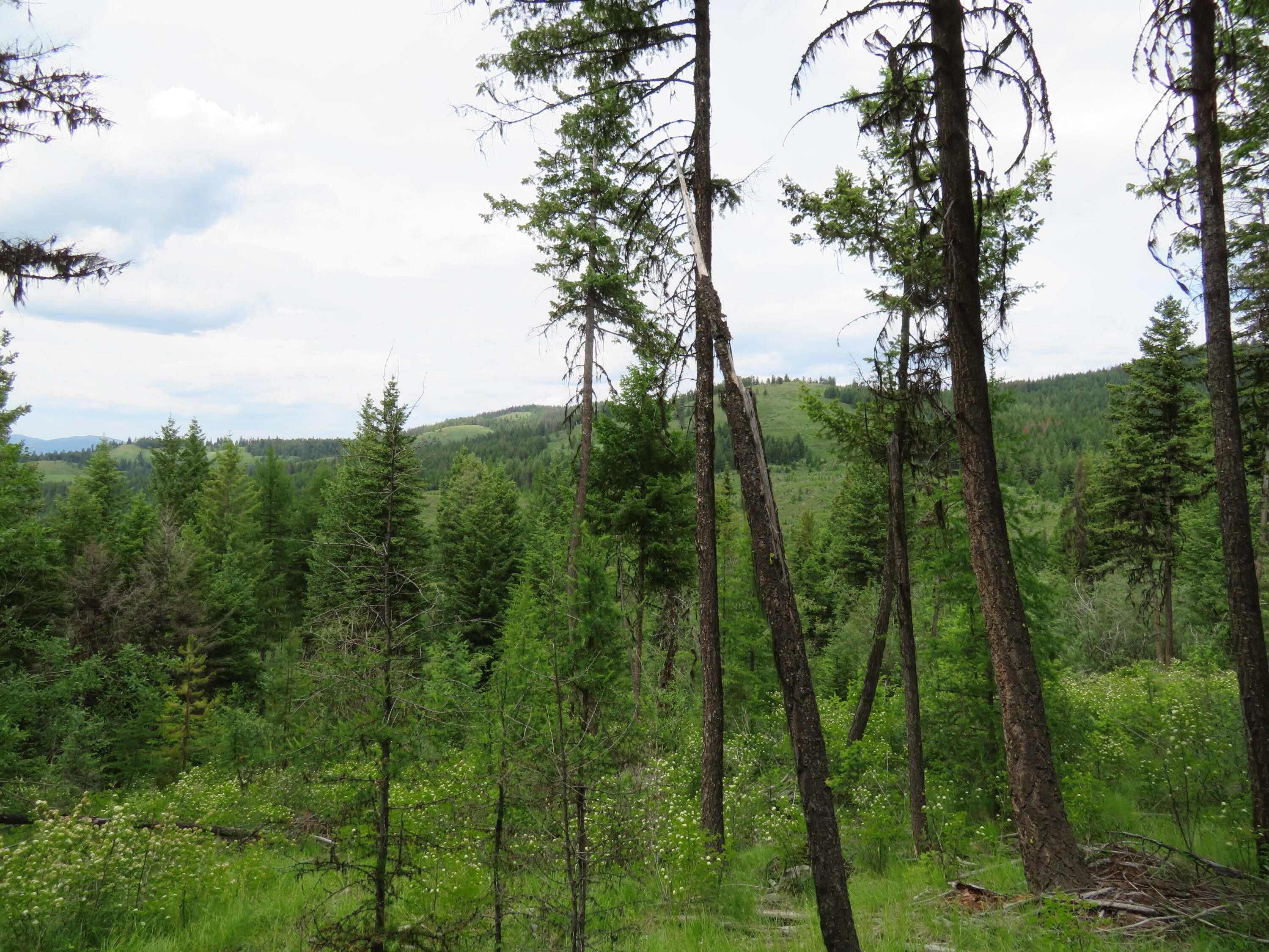 20 acres in Ferry County, Washington