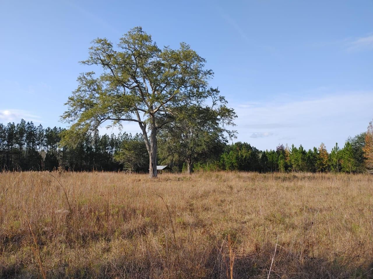51.46 acres in Charlton County,