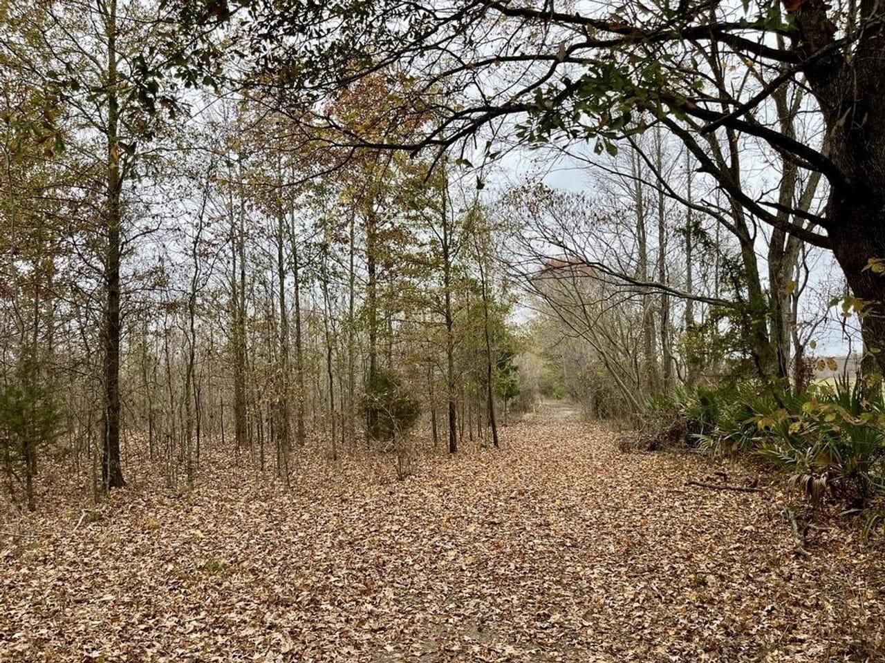 25.17 acres in Tensas Parish, Louisiana