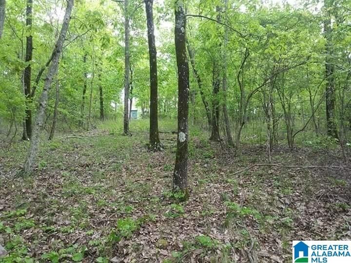 10 acres in Blount County, Alabama