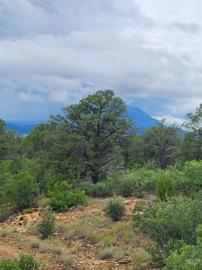 80 acres in Las Animas County, Colorado
