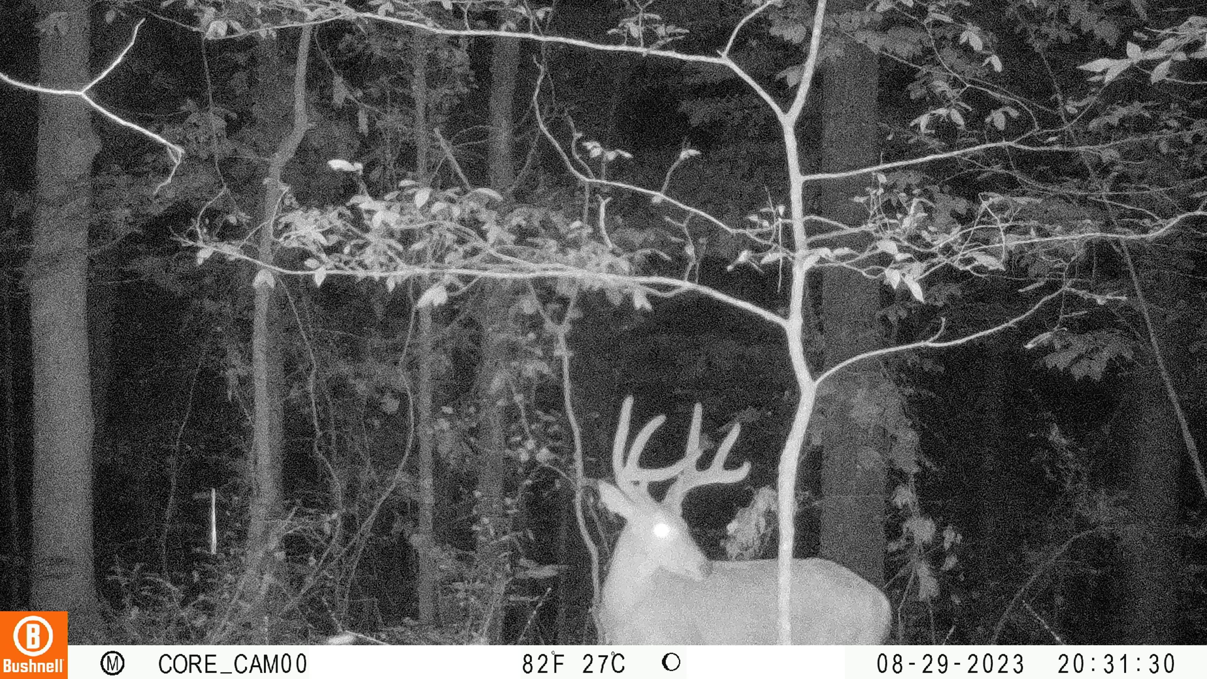 260 acres in Holmes County, Mississippi