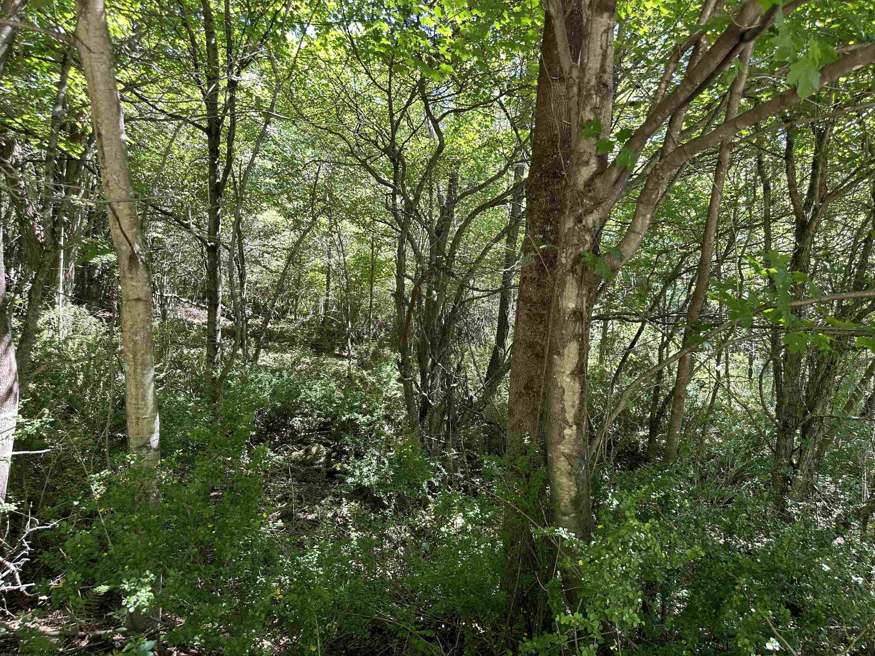 2 acres in Tucker County, West Virginia