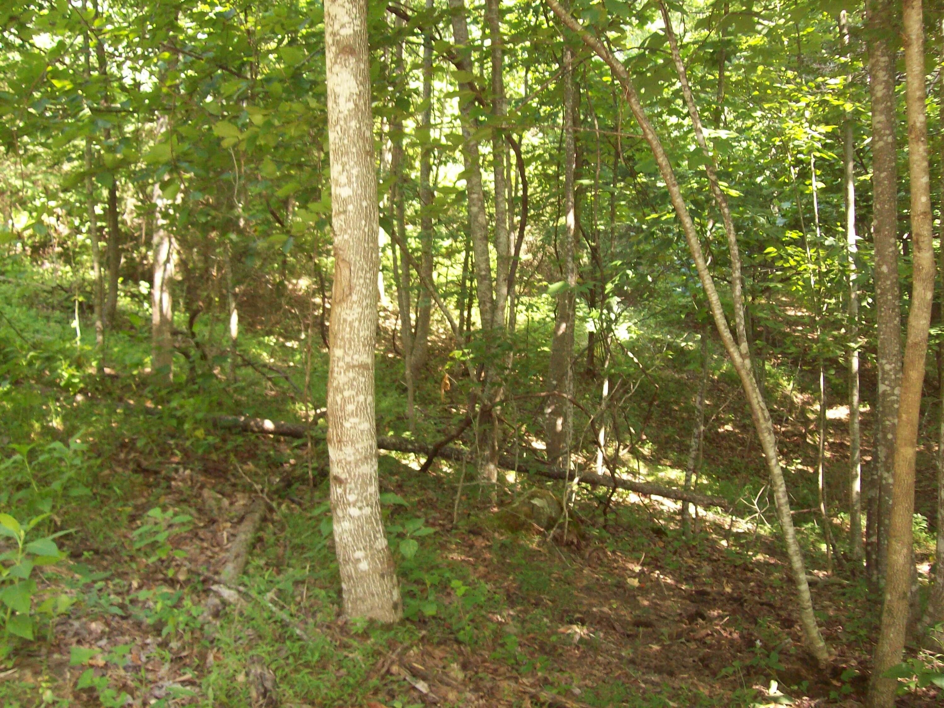 40 acres in Hancock County, Tennessee