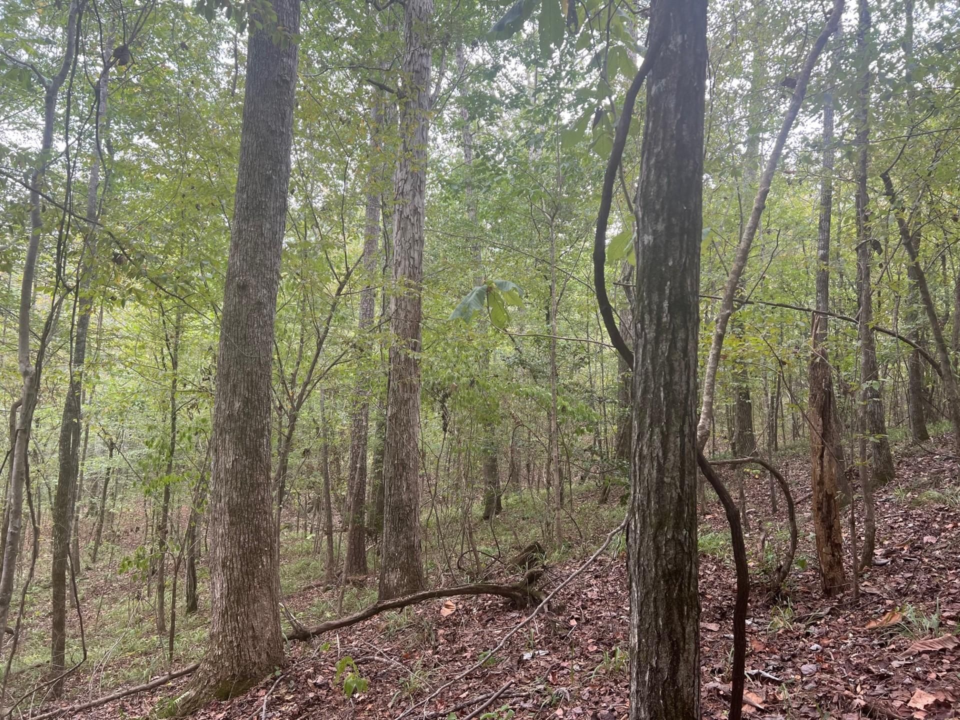 38 acres in Wilcox County, Alabama