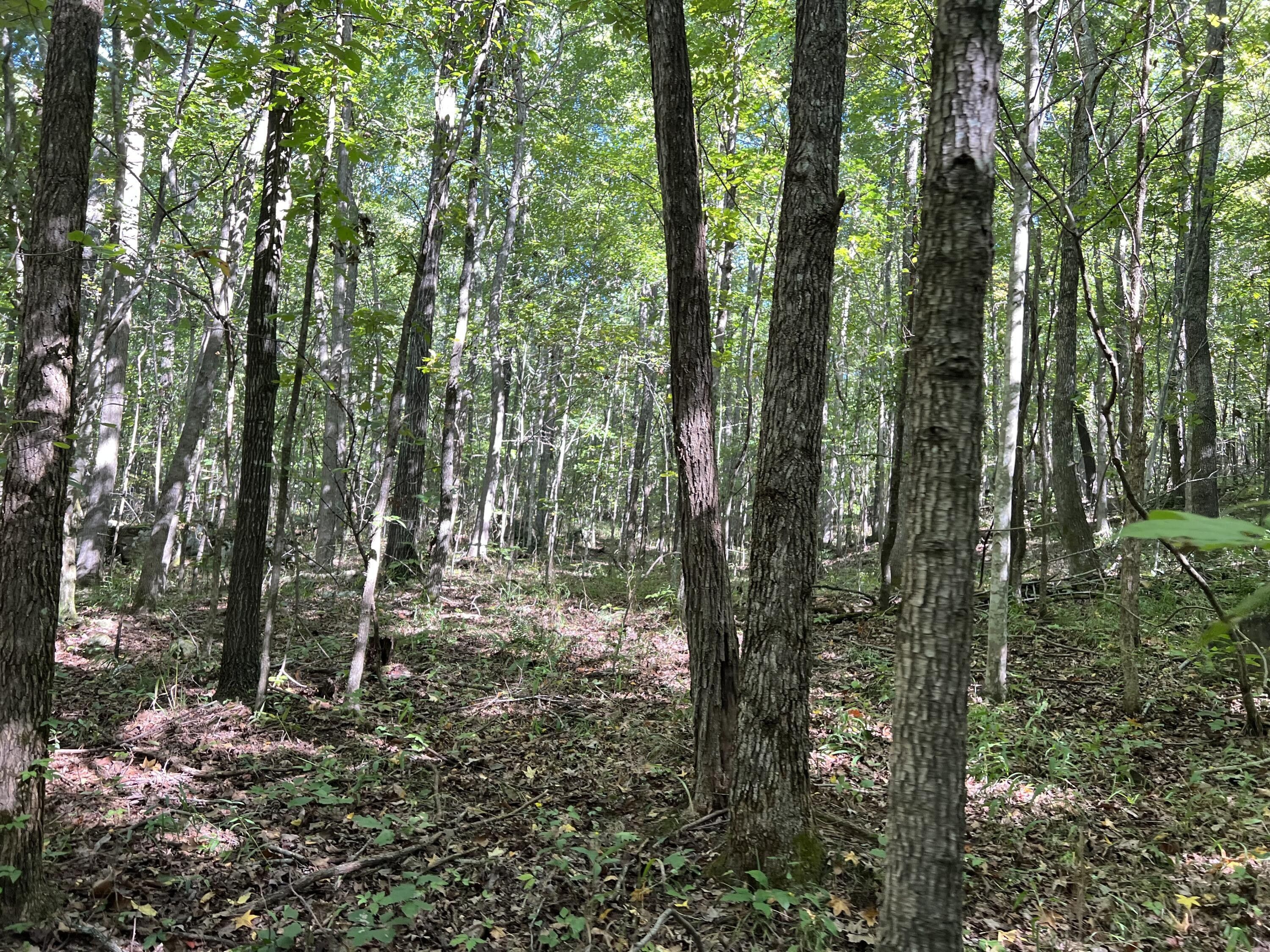 40 acres in Newton County, Arkansas