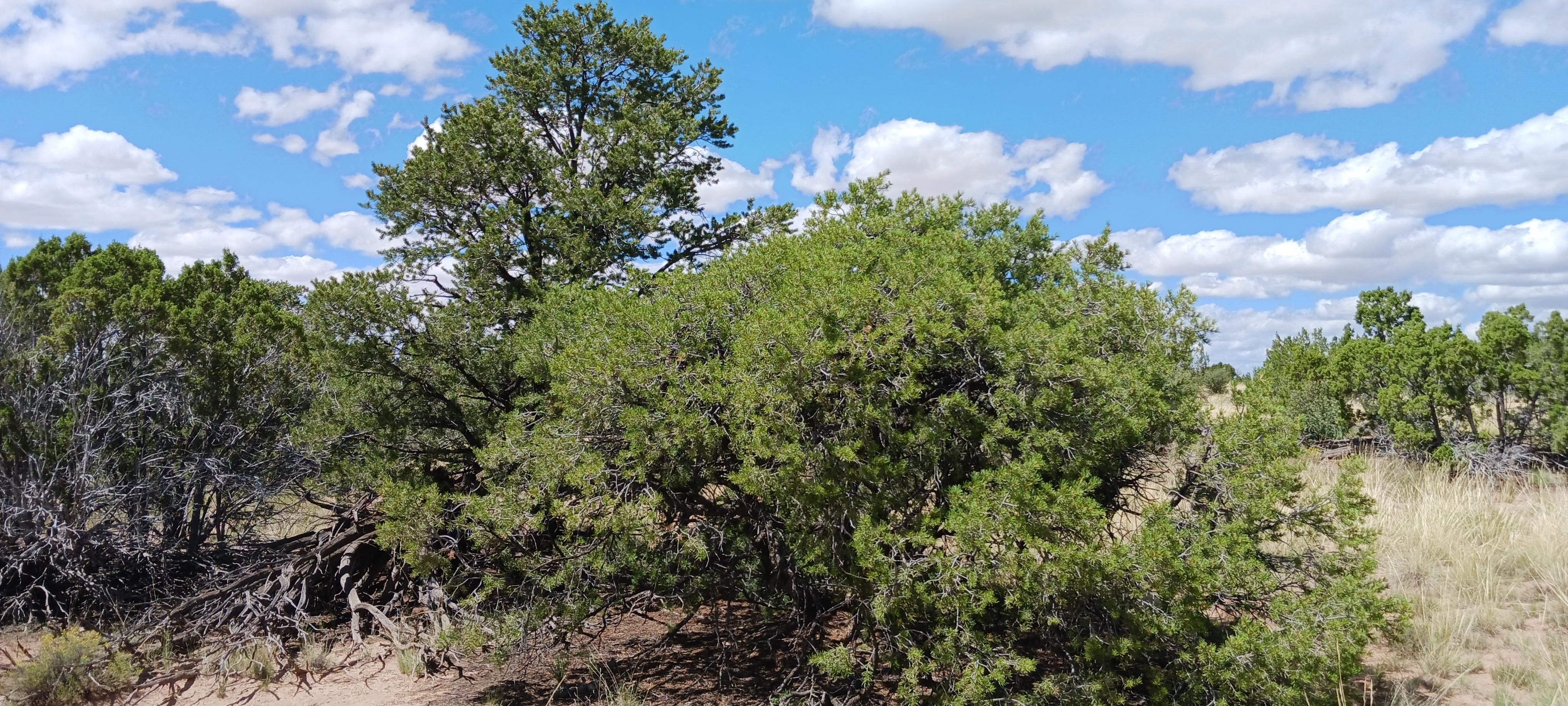 5 acres in Sanders, AZ, 86512