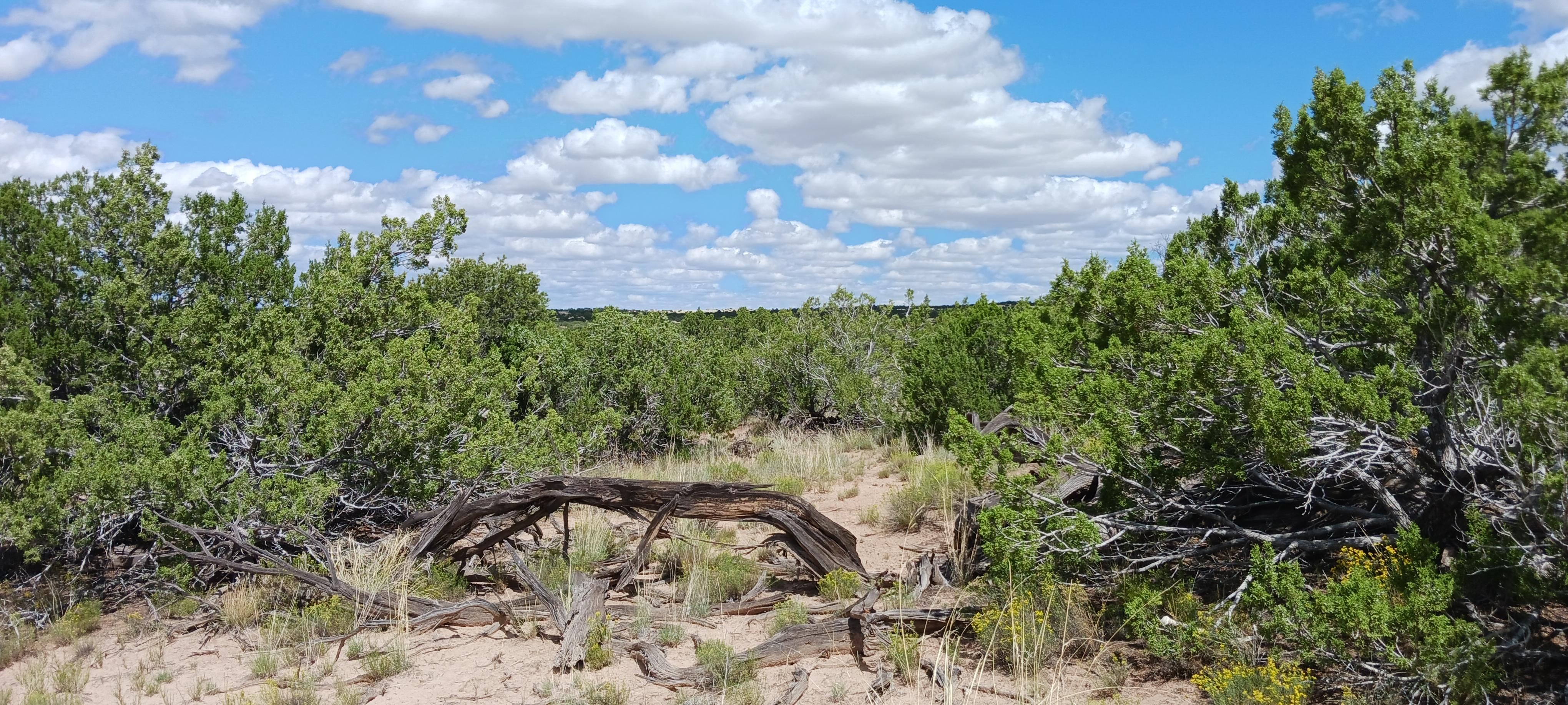 5 acres in Sanders, AZ, 86512