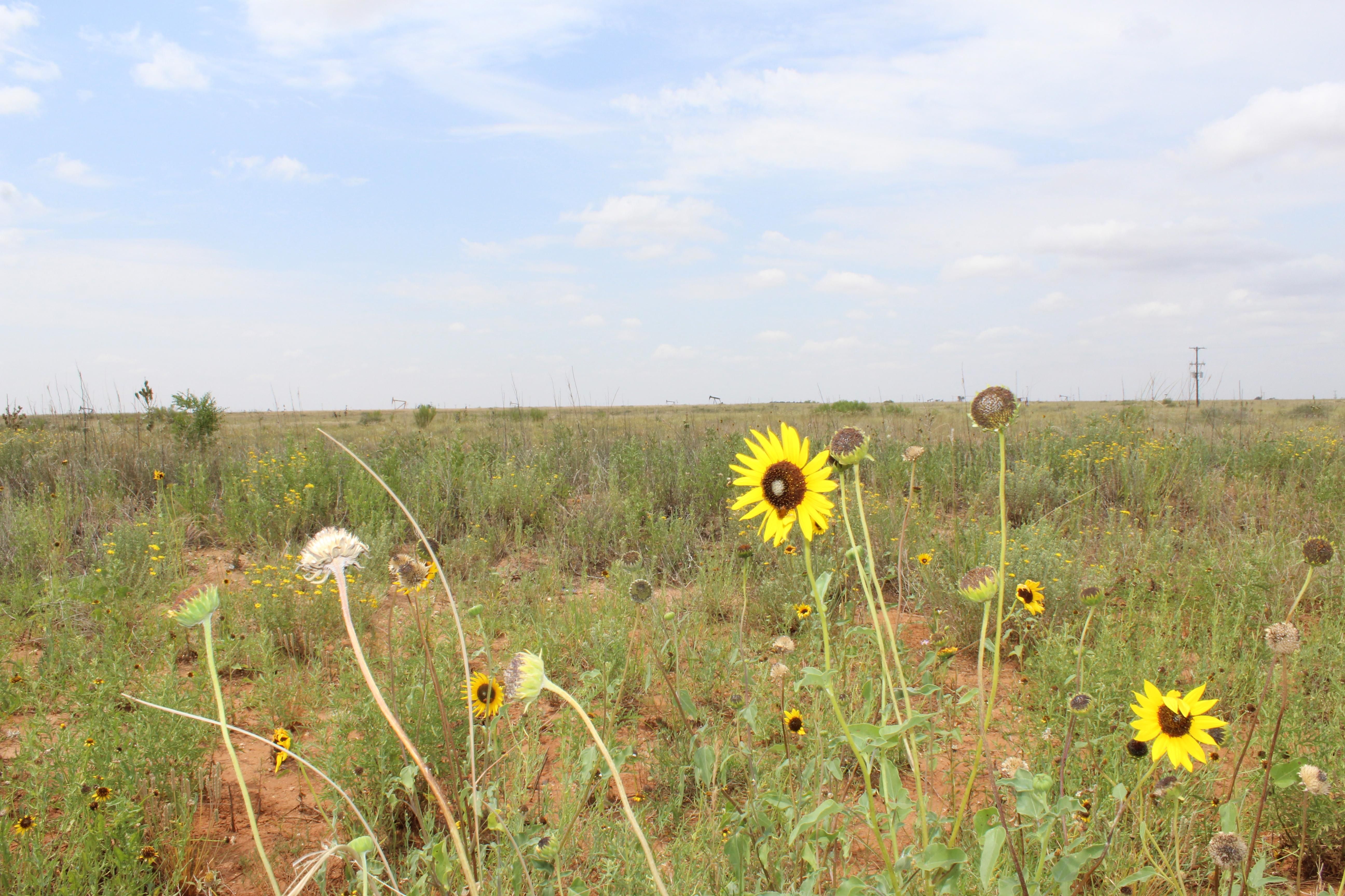 258 acres in Hockley County, Texas