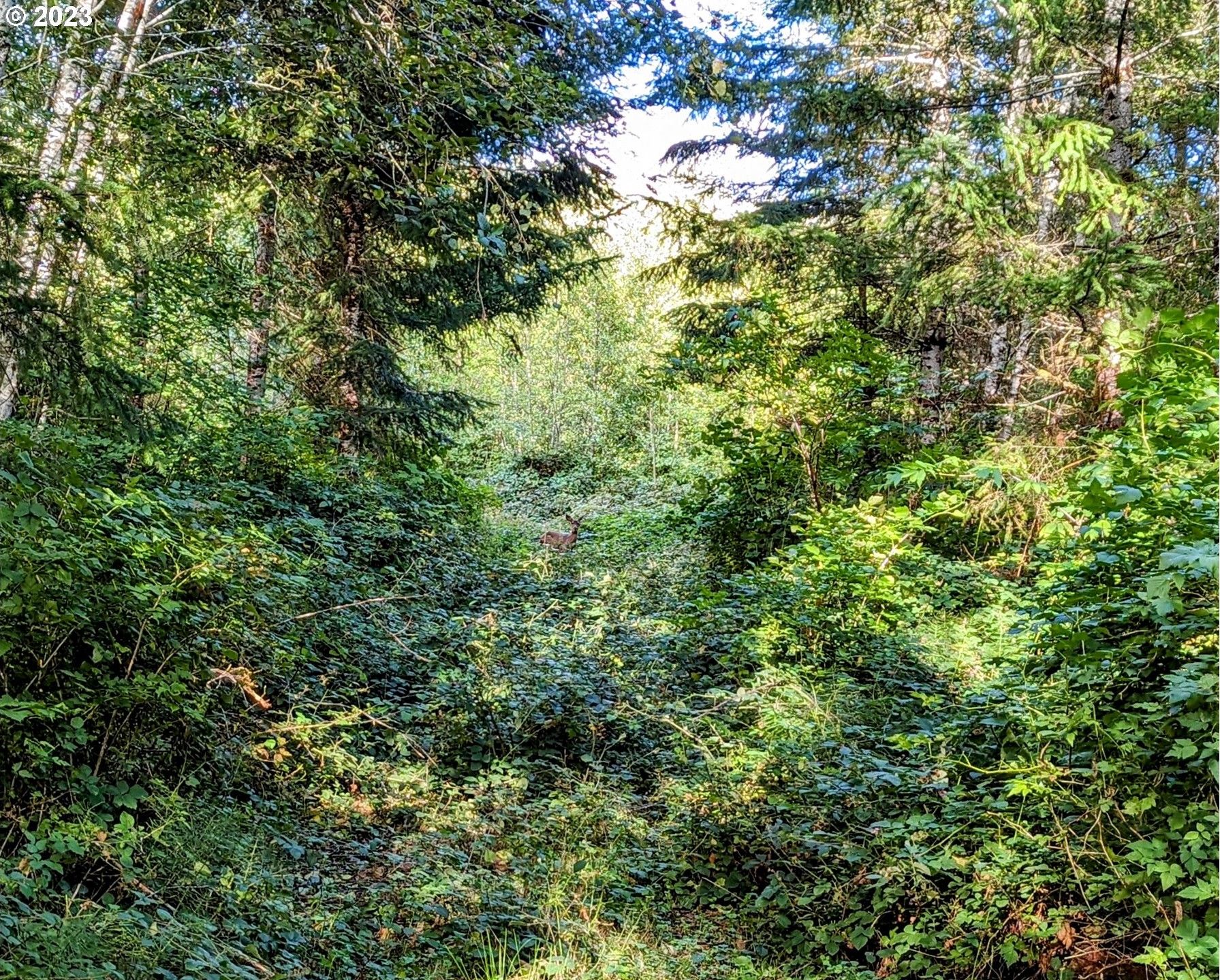 2.01 acres in Cowlitz County, Washington