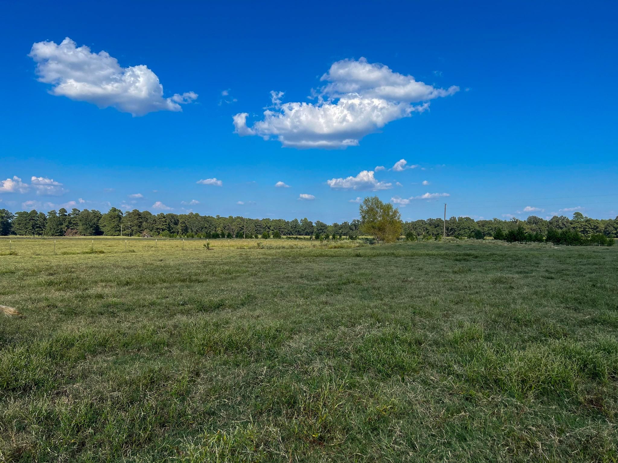 130.9 acres in Bowie County, Texas