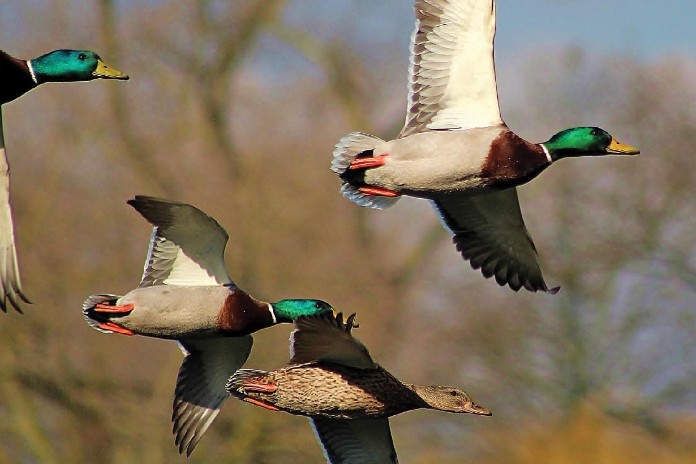 454.12 acres in Saint Francis County, Arkansas