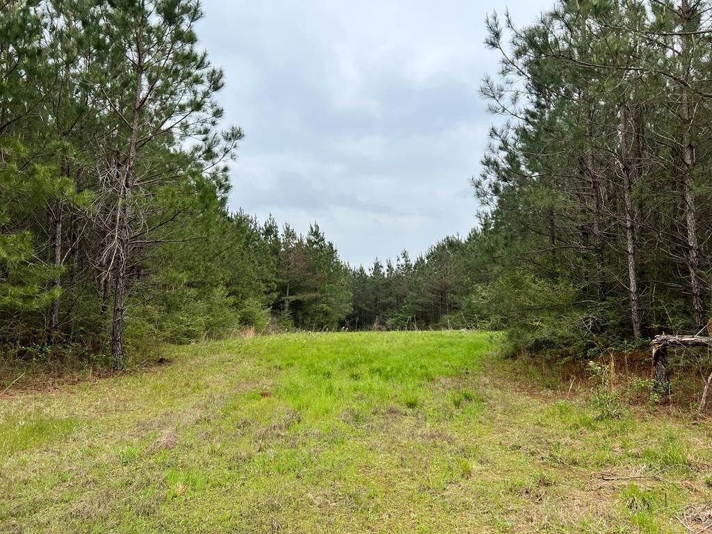 80 acres in Walthall County, Mississippi