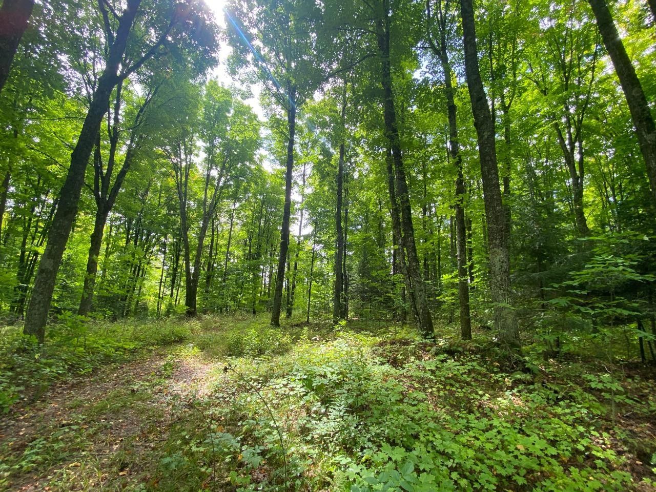 1,000 acres in Forest County, Wisconsin