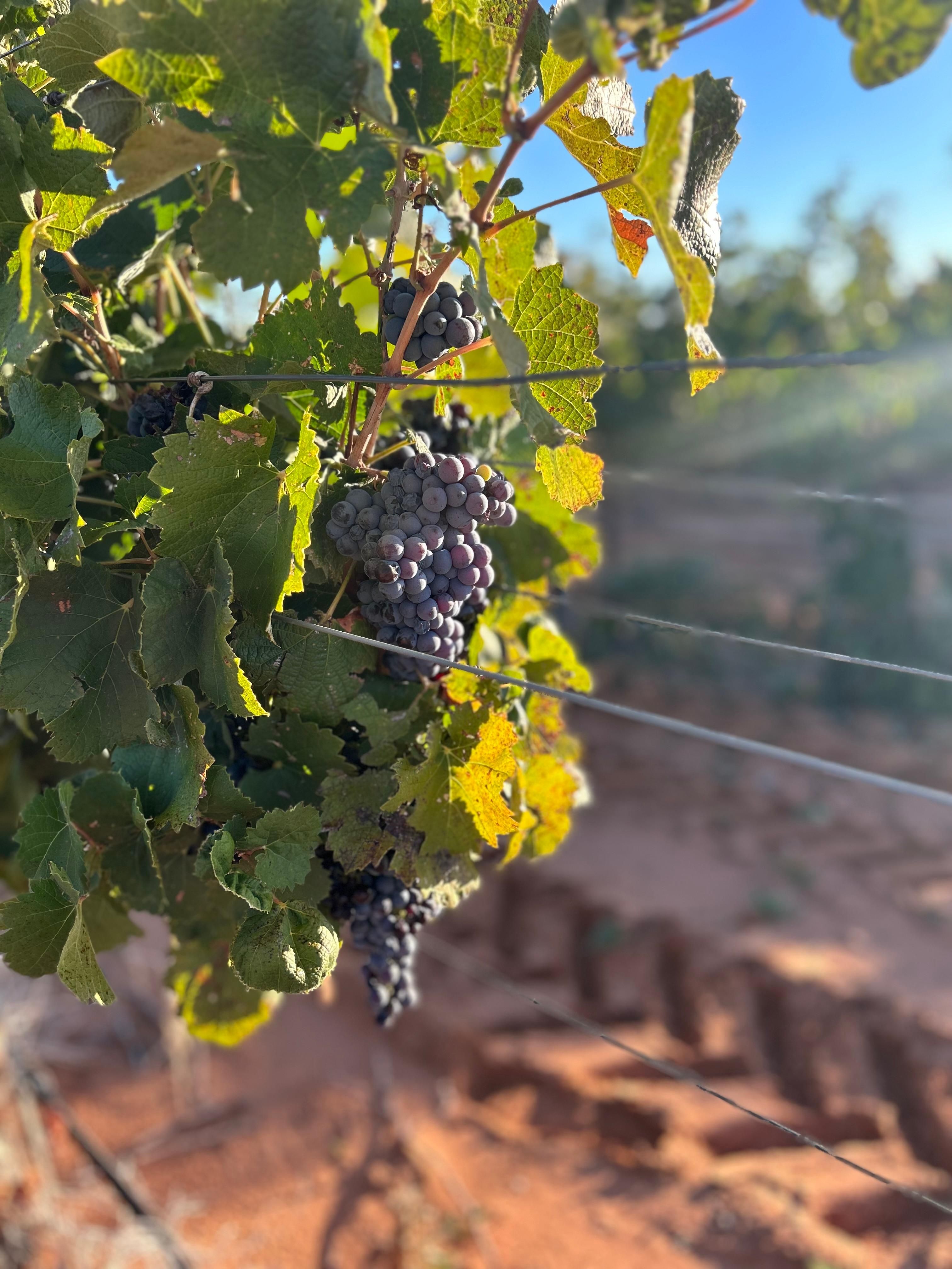 160 acres in Wellman, TX, 79378