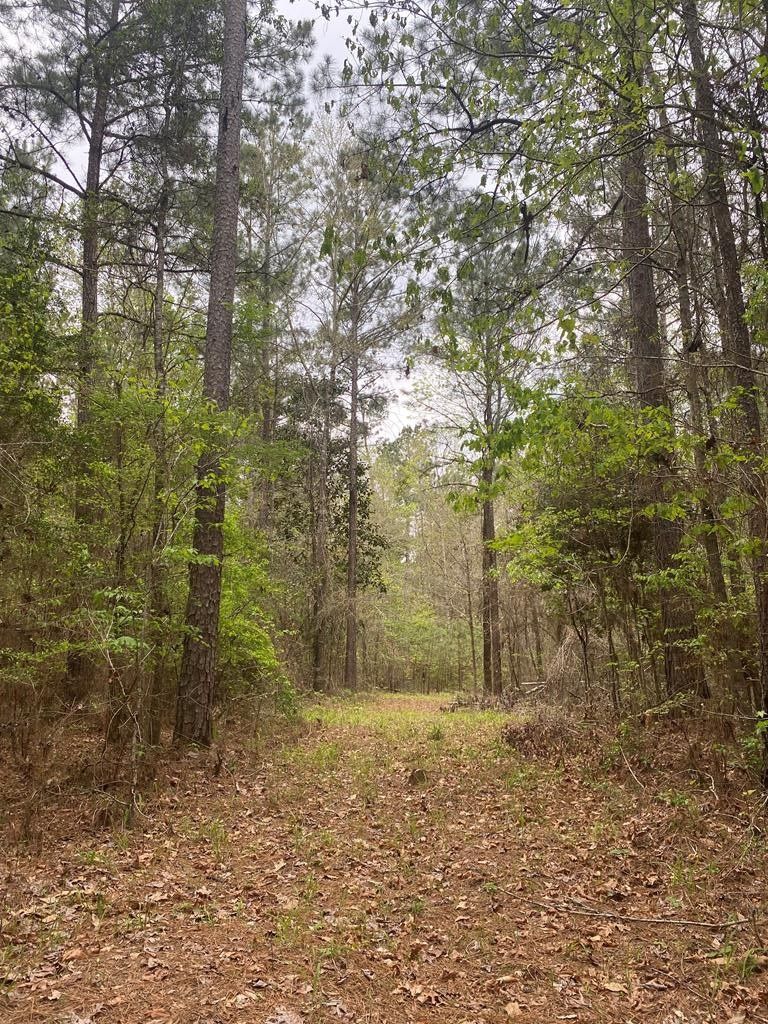 50 acres in Sabine County, Texas